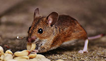 24 Hour & Emergency Exterminators in Menno, PA